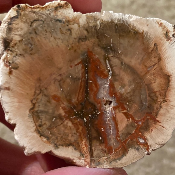 Petrified Wood Slice - Picture 6 of 11